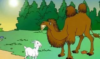 羊和骆驼的故事结局 骆驼和羊的故事